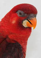 LORY NECTAR (5 KG)