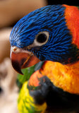 LORY NECTAR (5 KG)