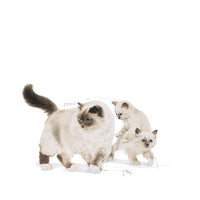 Mother and Babycat Ultra Soft Mousse 12x195g